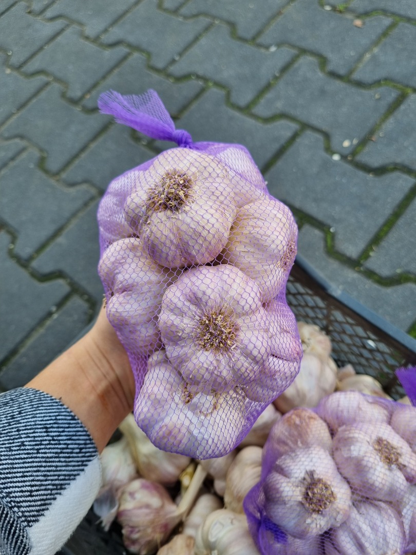 BUY MARKET RETURNS GARLIC WHOLESALE SALE OF GARLIC POLISH, SPANISH, EGYPTIAN, CHINESE POSSIBILITY OF ANY CONFECTION (BRAIDS, BUNCHES, KILÓWKA SATKA 3PCS