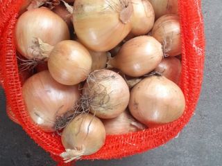 I buy a nice healthy onion, 4.5+, truck quantities,