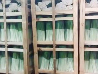 Premium quality Leek from Albania ready to export. Various