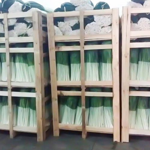 Premium quality Leek from Albania ready to export