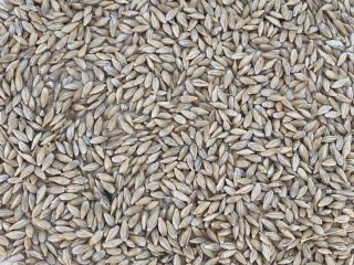 We sell barley for export, origin Kazakhstan. Delivery basis