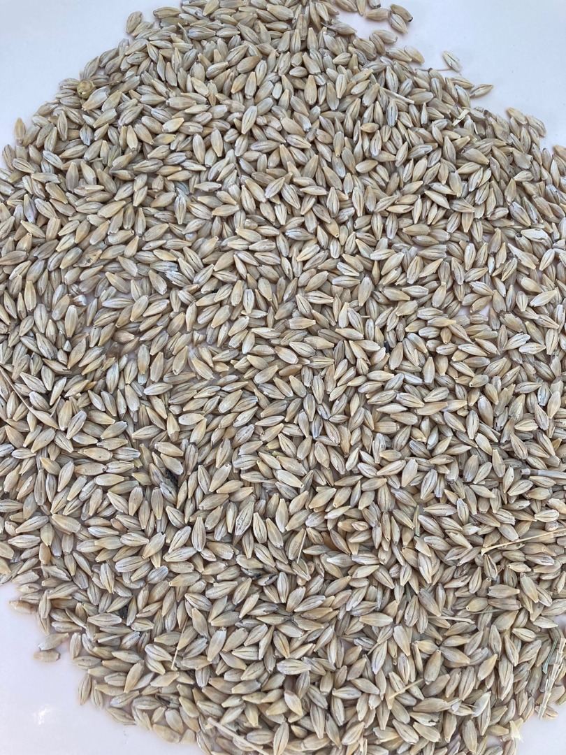 We sell barley for export, origin Kazakhstan