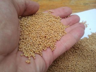 White mustard is 99.5% pure. Fresh harvest. A phytosanitary