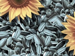 Sell sunflower On the terms of DAP, CIF Europe