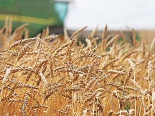 Wheat “SAATZUCHT DONAU”