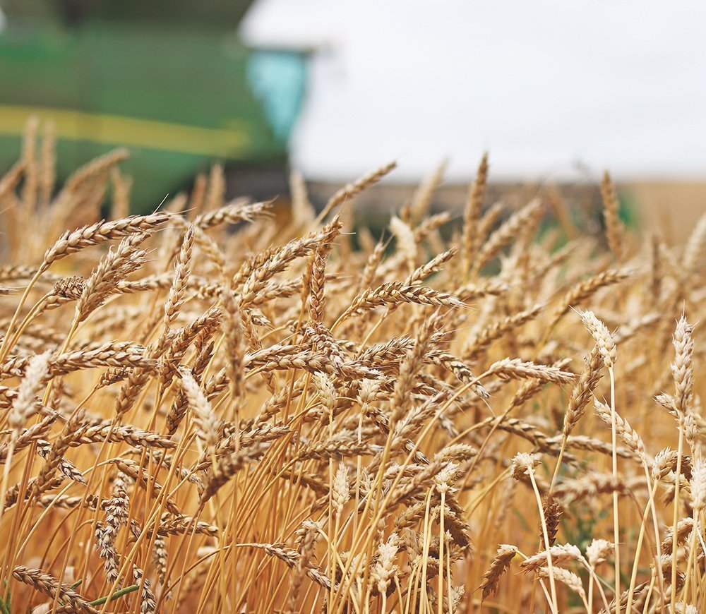 Wheat “SAATZUCHT DONAU”