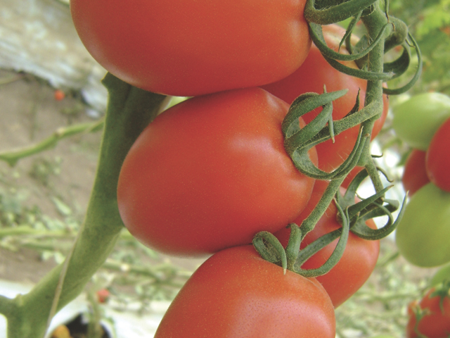 Tomato caliber 45-65 long, packed in cardboard boxes of 6-10 kg, pallet quantities only (800.00 kg), price all over the country, paipai type