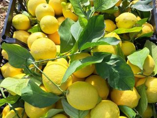 Lemons variety Berna directly from the orchard from the