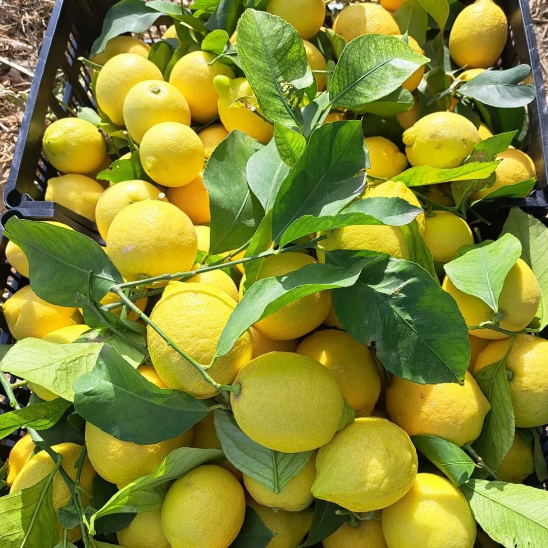 Lemons variety Berna directly from the orchard from the owner price 0.8 eur kg pick up Valencia packed boxes 13.5 kg eur1 certificate phytosanitary tests 0 vat