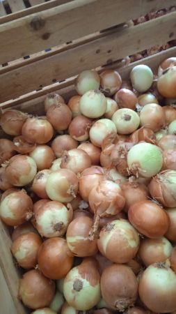 I will buy an onion for peeling