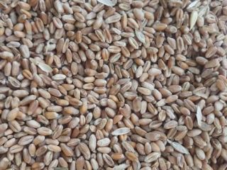 Ukraine wheat We work with a few different suppliers.