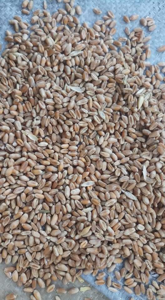 Ukraine wheat We work with a few different suppliers
