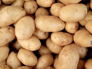 When it comes to potatoes we grow Rooster potatoes