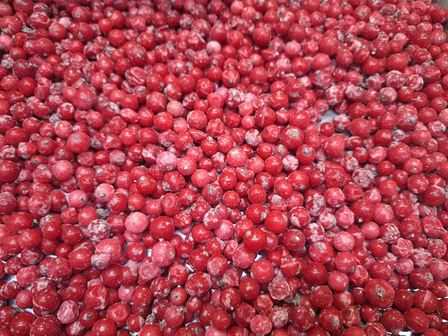 We offer export-quality Idared, Jonaprince, Golden, Gala, Red Chif, and other apple varieties for sale in full truckloads