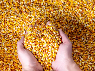 We sell corn and wheat from Ukraine