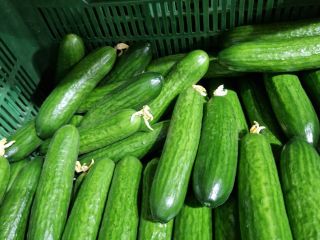 I will sell 14 tons of Polish cucumber, Pacto
