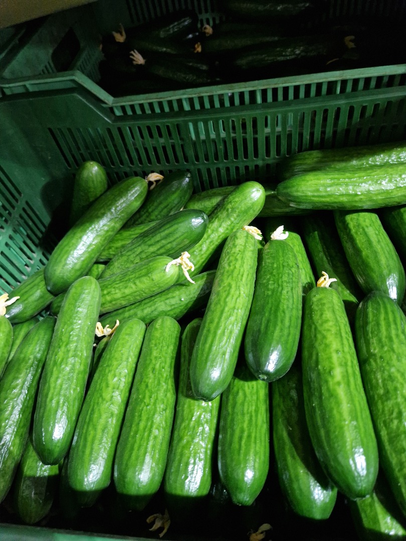 I will sell 14 tons of Polish cucumber, Pacto f1 variety, from the manufacturer, packed in 5kg bags