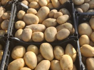 Potatoes from Albania ready to export. Various Packing possibilities