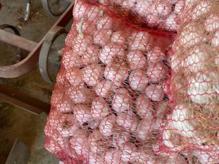 White spring onion for sale, domestic production. Onions are