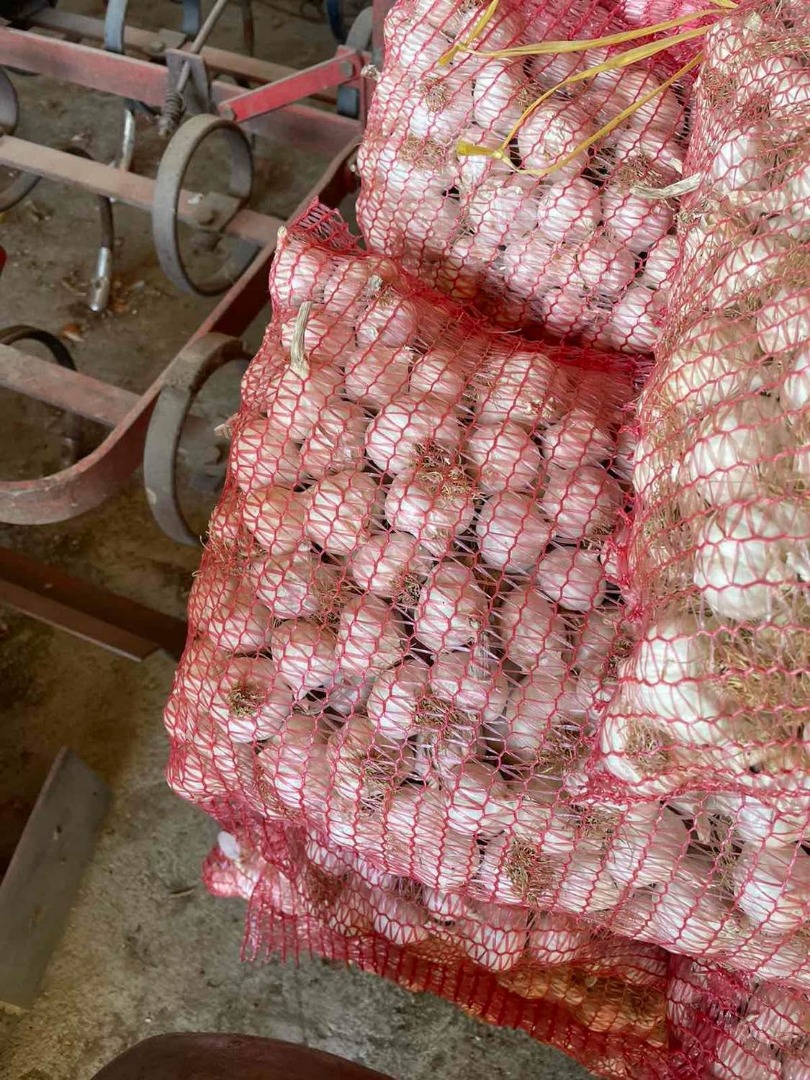 White spring onion for sale, domestic production