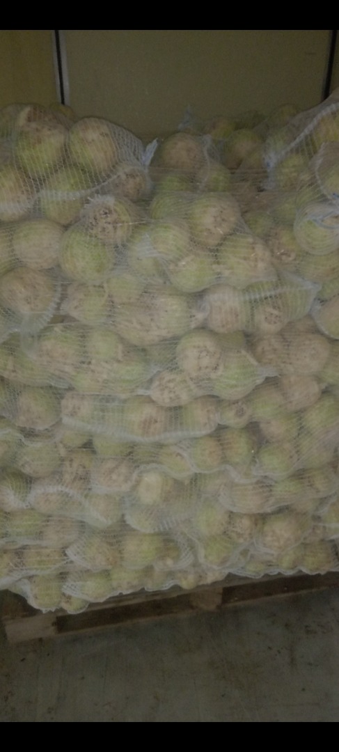 I will sell celery from a Polish plantation, prepared to order, regularly washed and packed in bags -5kg -10kg Or other on request Healthy celery, very good