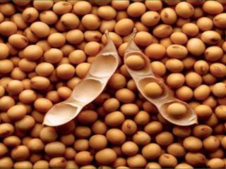 I will sell soy (GMO and non-GMO) with delivery