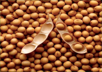 I will sell soy (GMO and non-GMO) with delivery to Poland, payment on delivery, we also offer corn, wheat, soybean oil