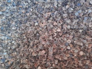 Company Kaszpol has on sale eco buckwheat husk. Packaging