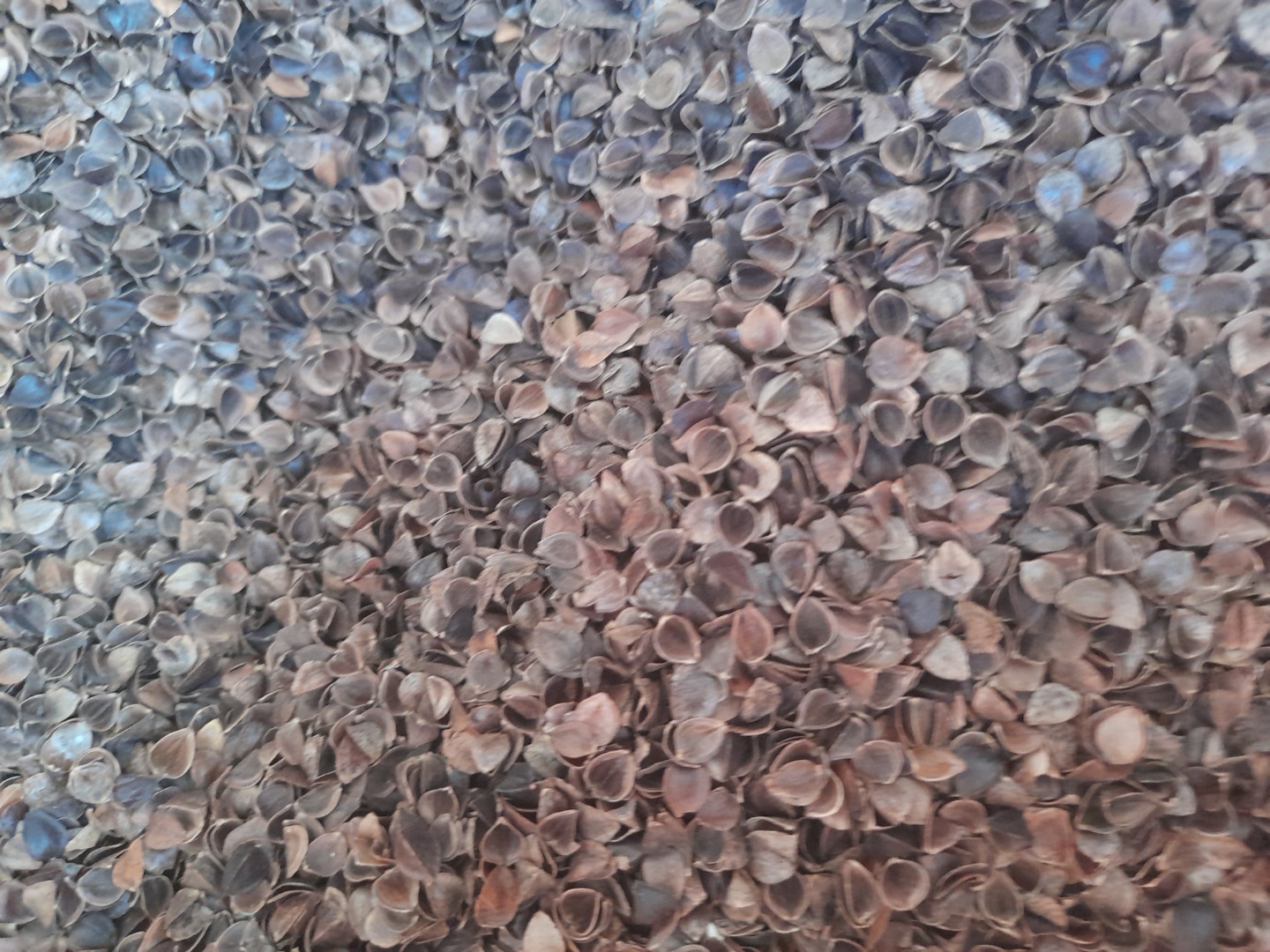 Company Kaszpol has on sale eco buckwheat husk