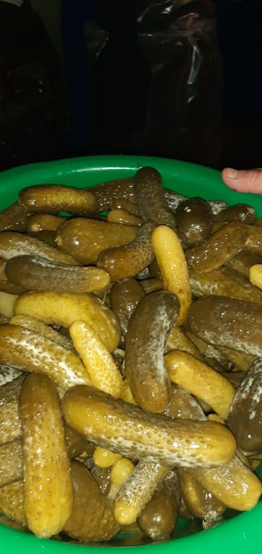 Cucumbers pickled in brine, they are packed in 220 l plastic barrels, we export
