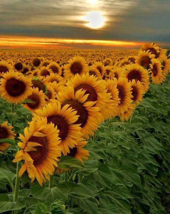 I will sell green sunflower, harvest 2023, about 50/60 tons