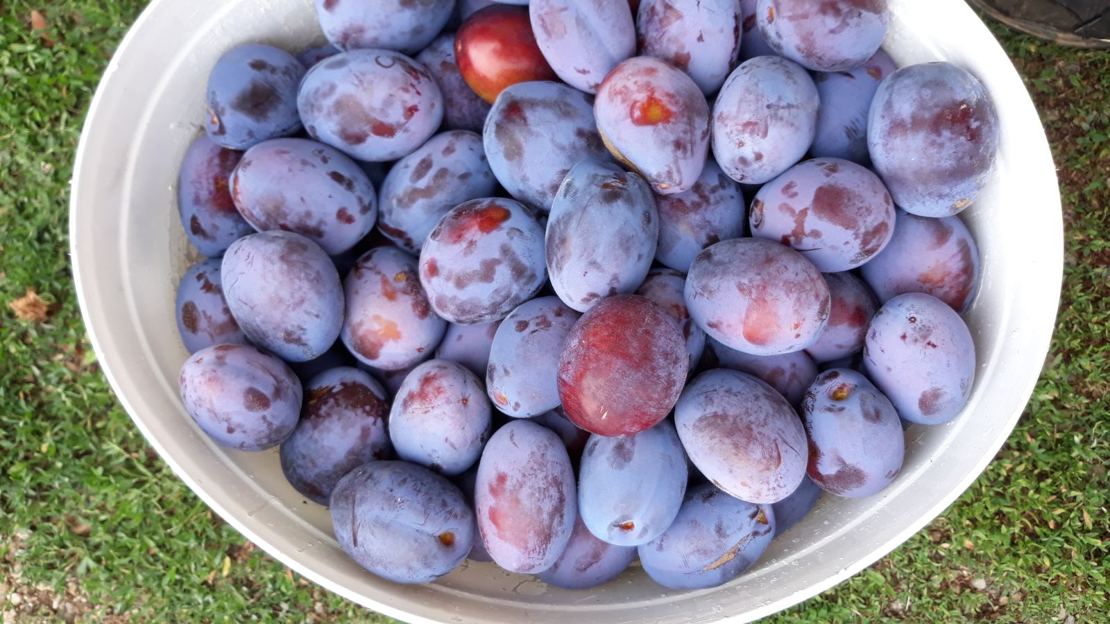 I sell between 50 and 70 tons of Stanley plums