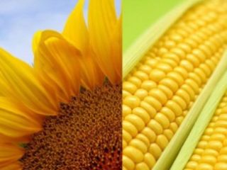 Hello, we directly work with Ukrainian manufacturers (sugar, wheat,