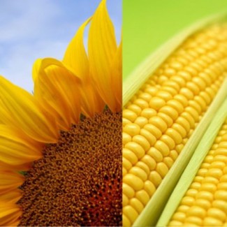 Hello, we directly work with Ukrainian manufacturers (sugar, wheat, corn, soya, sunflower (including oil) etc.)) and export high-quality agricultural products