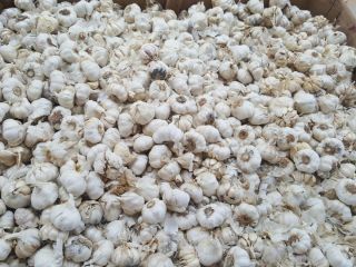 Industrial/Destrio White Spring Garlic