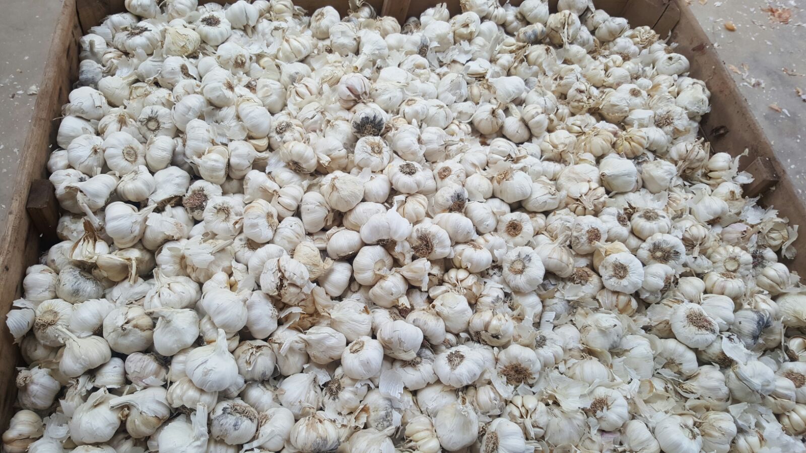 Industrial/Destrio White Spring Garlic