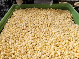 Fresh peeled garlic cloves