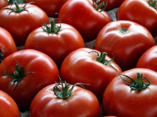 Wholesaler of tomatoes from Morocco. The minimum order quantity