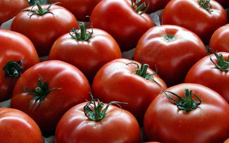 Wholesaler of tomatoes from Morocco