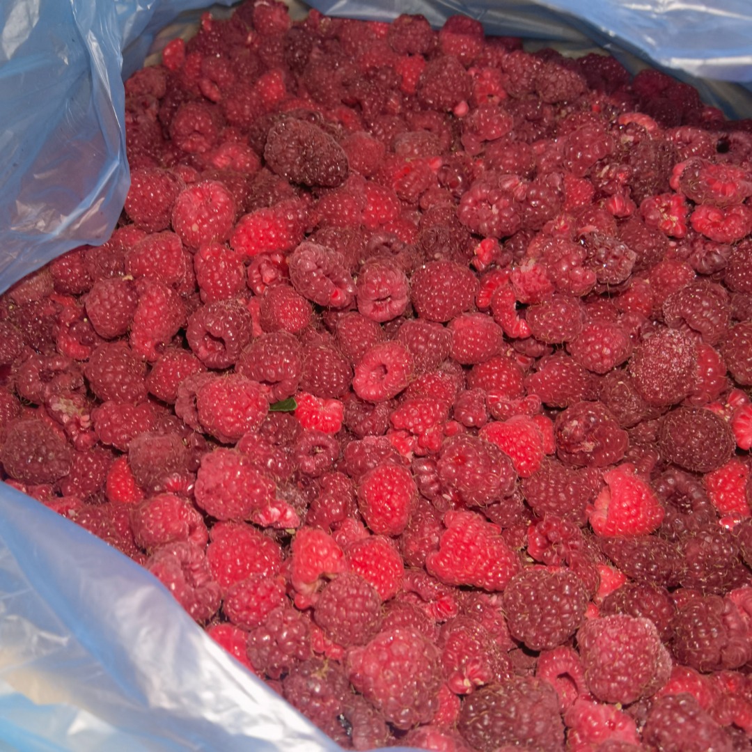 I am selling extra quality raspberries from my own plantation