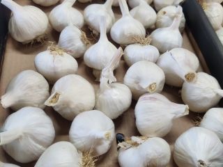 Spanish morado garlic for sale, in various calibers 4-4.5,