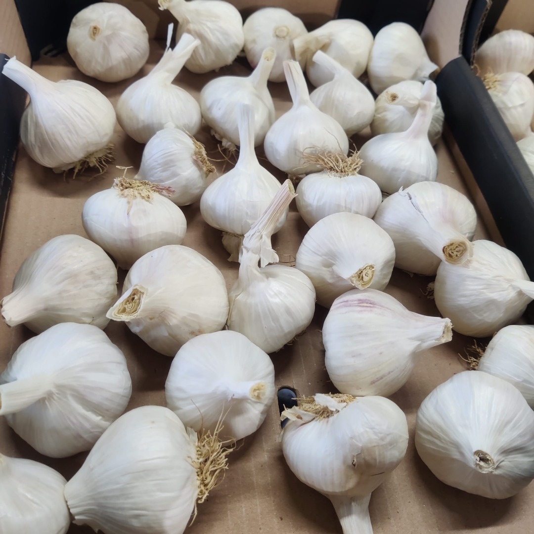 I will sell Spanish morado garlic, cal