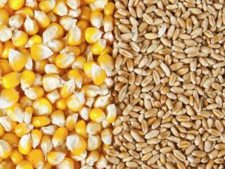 Upon your request we can offer cereals (corn, wheat,
