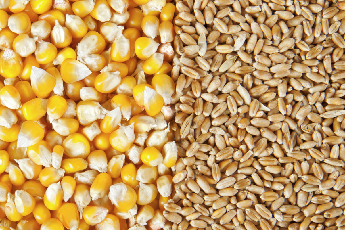 Upon your request we can offer cereals (corn, wheat, barley)