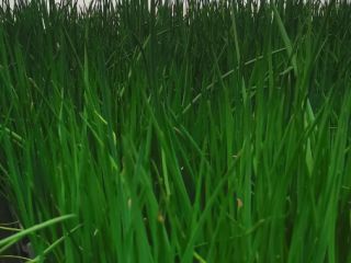 I will sell chives, I am looking for a