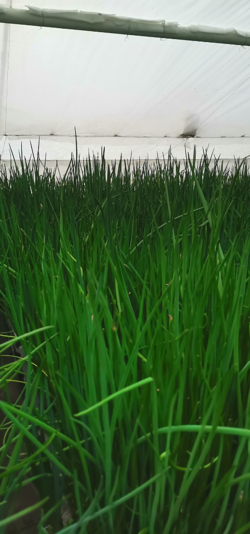 I will sell chives, I am looking for a permanent recipient for the winter and summer