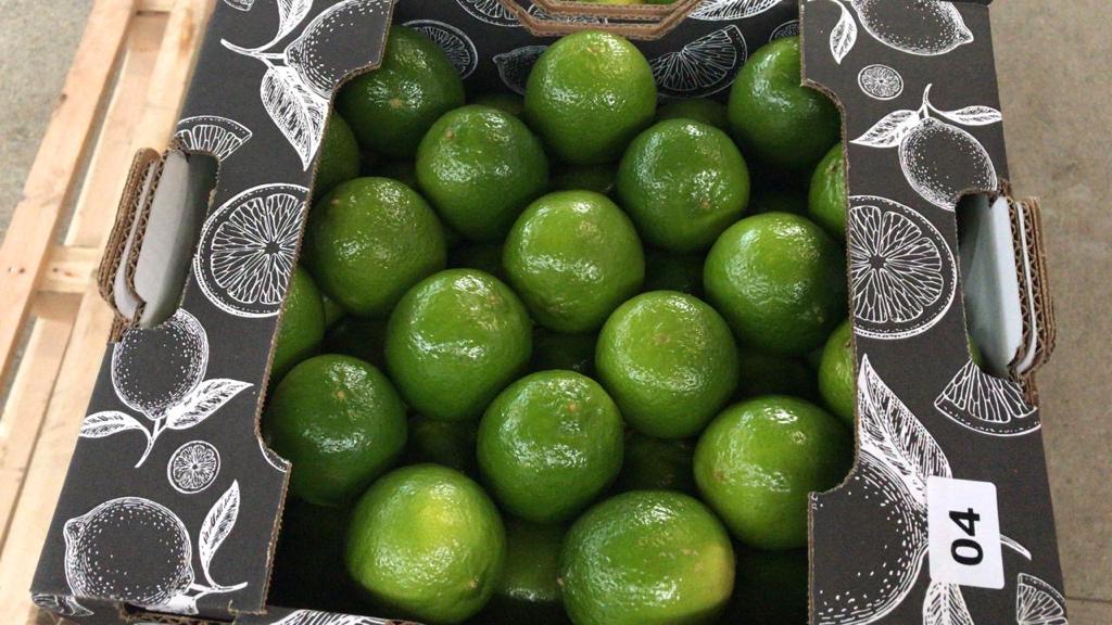 Persian or Tahiti limes are seedless nature and are divided into three classes: Extra Class, Class I and Class II