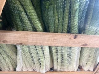 The highest quality leek ready for export. The minimum