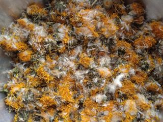 I have a dandelion flower for sale in the