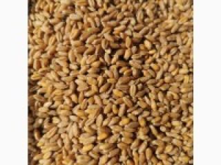 We can provide you with good quality wheat Technical